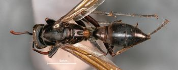 Media type: image;   Entomology 33149 Aspect: habitus dorsal view